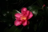 Camellia sasanqua RCP11-10 040.jpg
